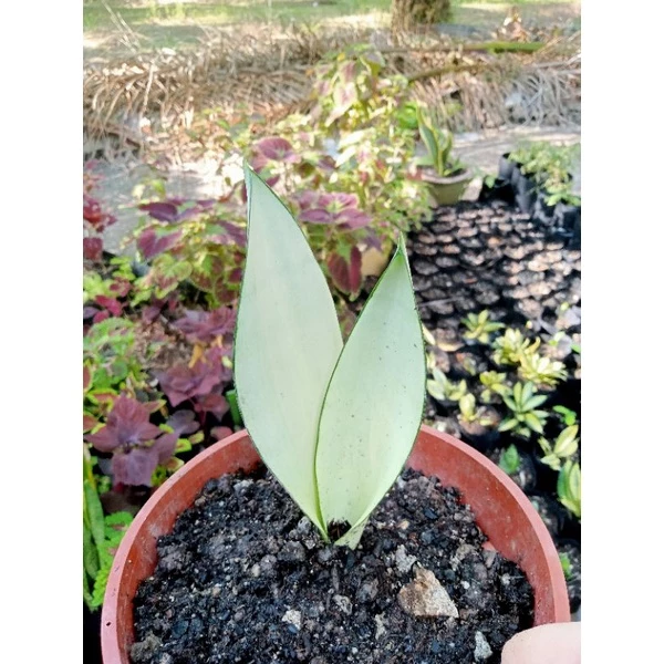 Lock Luggage Malaysia