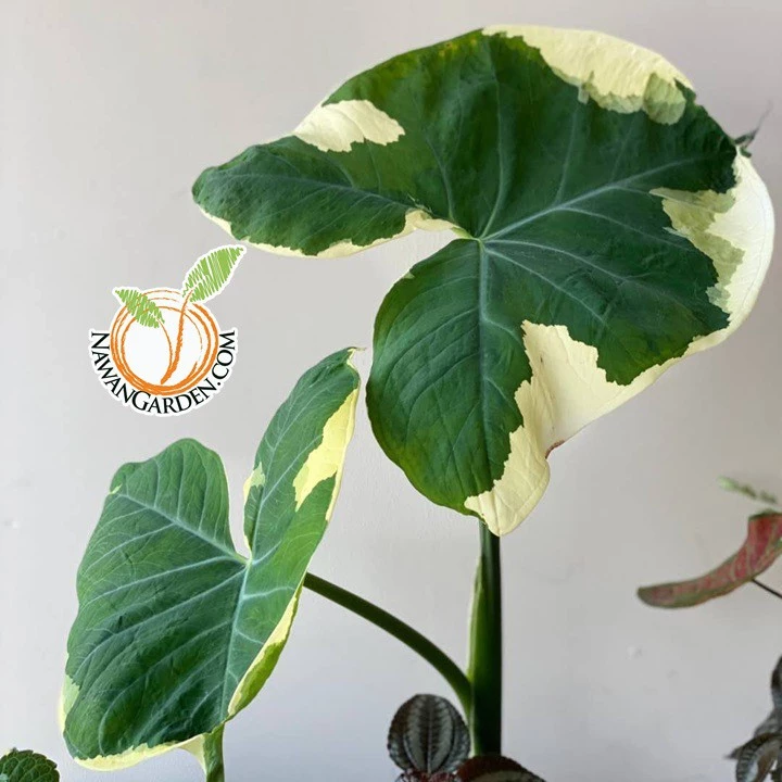 Caladium Mickey mouse Milk spot