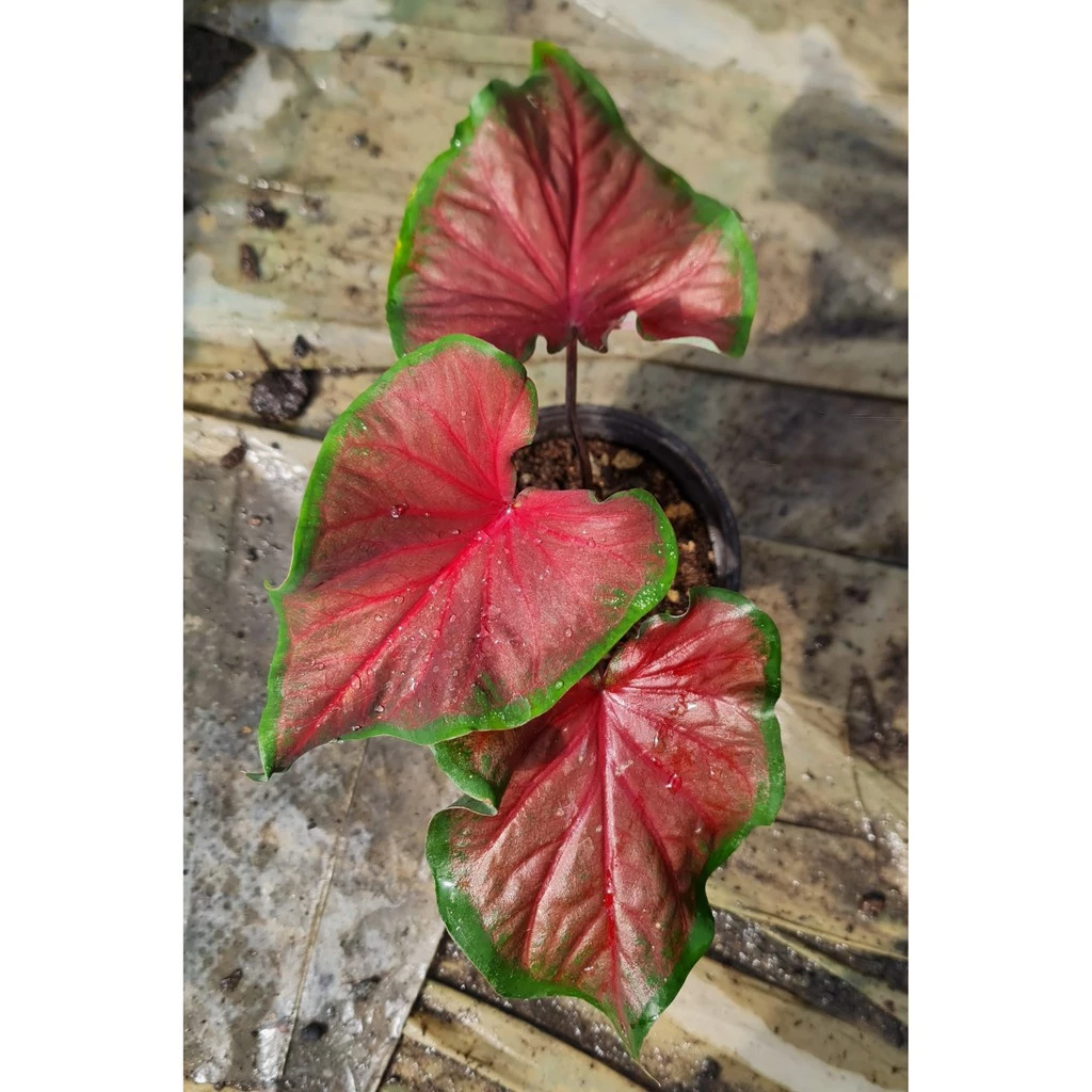 Red Ruffles Caladium