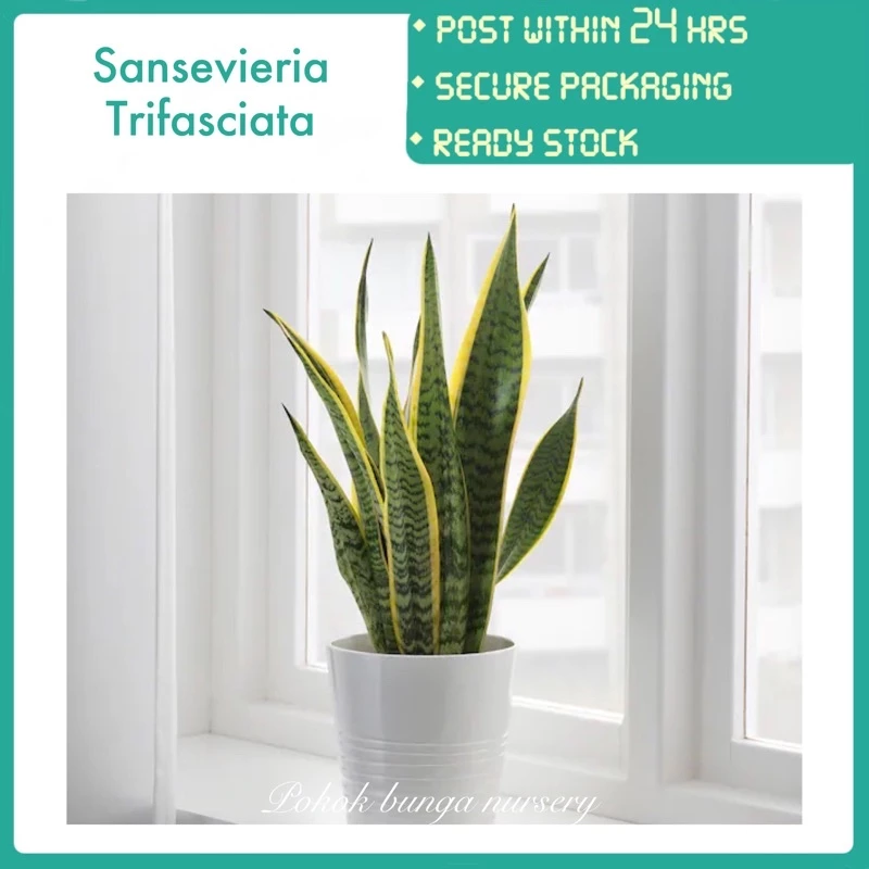 Sensevieria Trifasciata Prain