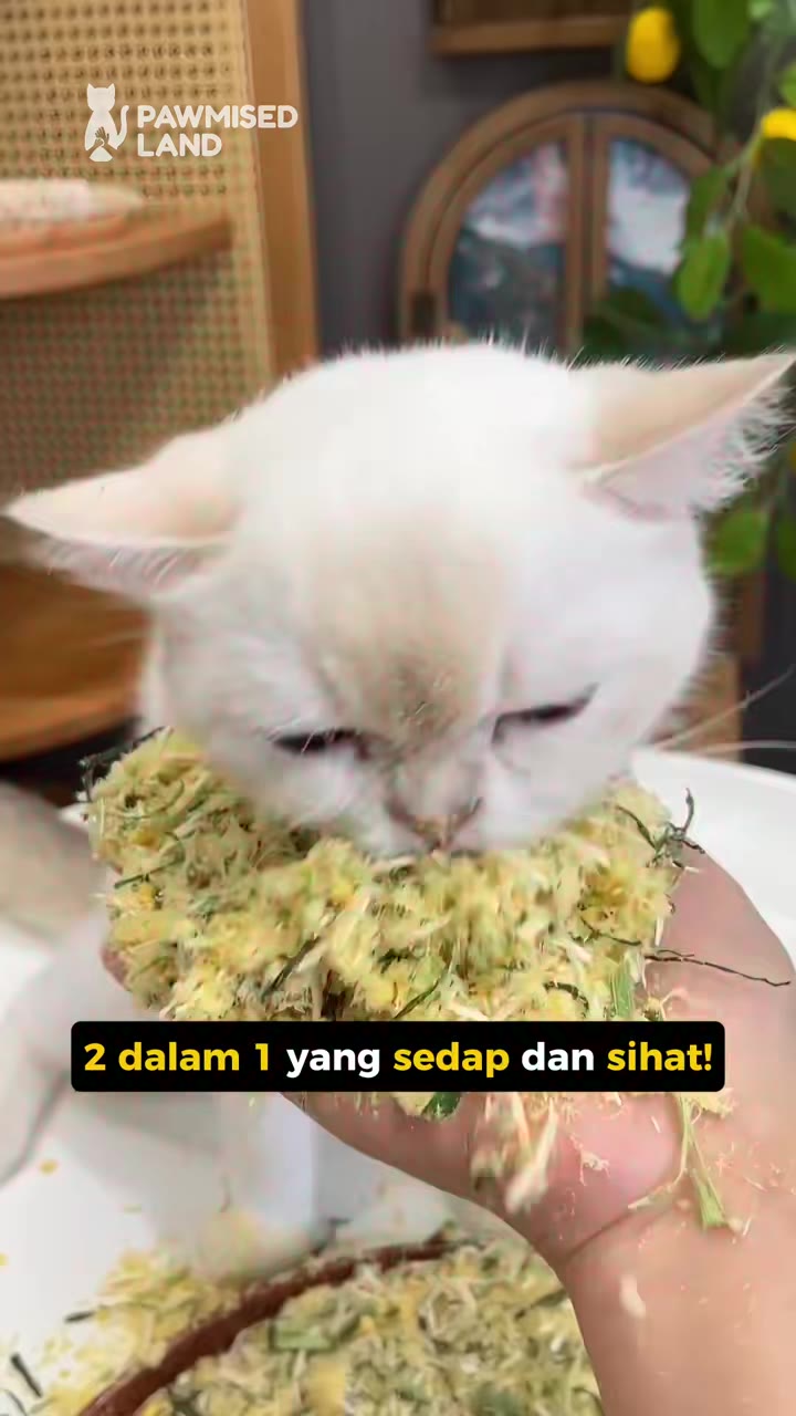 Mama Tambah Campuran Floss Ayam Ni Dalam Kibbles Saya!😻