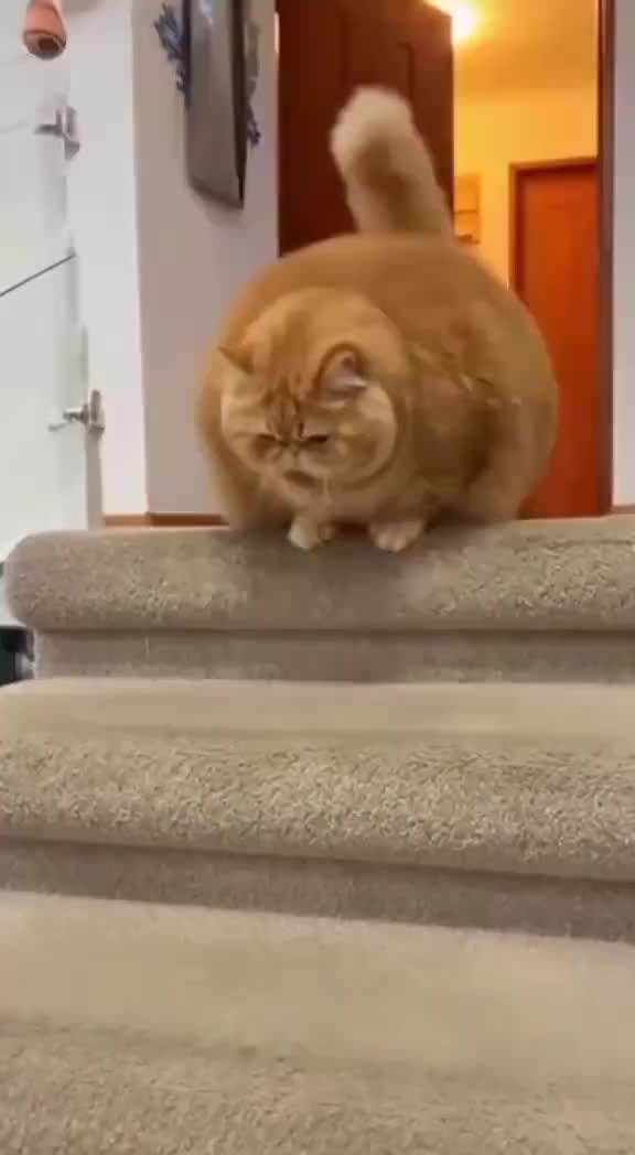 #meow #catfunny #kucinglucu #catlover