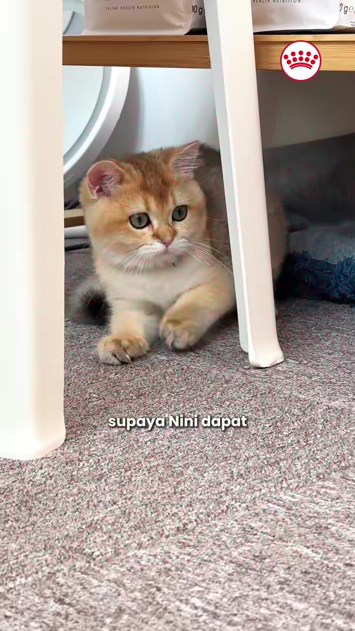Hi, I’m Nini 😼🐾 Yes, I know I’m cute… but I’m also a very serious full-time content creator 😌✨ Luckily I’ve got someone who takes care of me every day and makes sure I get proper nutrition for my growth 💛 That’s why I’m fed with Royal Canin Ki...