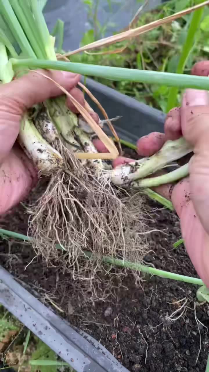 Daun bawang. Hasil semai dari benih. Benih guna brand soonhuat. Untuk dapat besar ni tempoh dia dekat 3 bulan.  Cara semai macam semai sayur lain. 14 hari ke atas boleh pindah ke tanah. Baja guna baja NPK 16 16 16 atau seumpamanya.  #onian #spring...