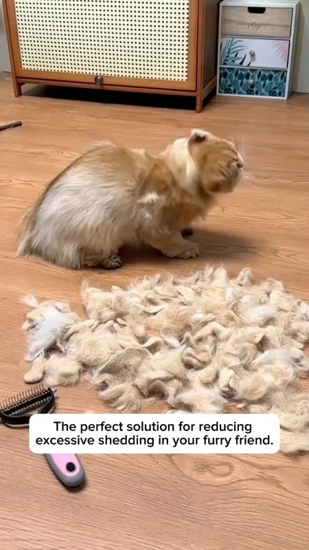 Sikat ini sesuai untuk si comel yang berbulu #petgrooming #petcomb #pet