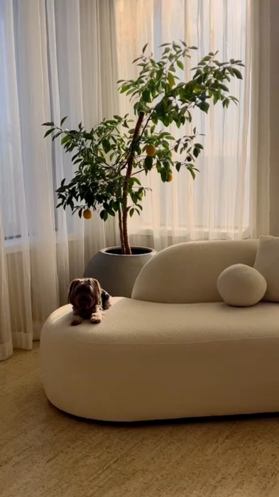 Simple Modern Curved Sofa #shopeehaul #electroniczones #shopeemy #muji #sofa #aesthetic #racunshopee