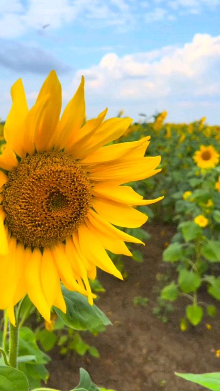 Sunflower seeds. 👍👍👍🌻🌻🌻 #sunflower #seeds #fyp