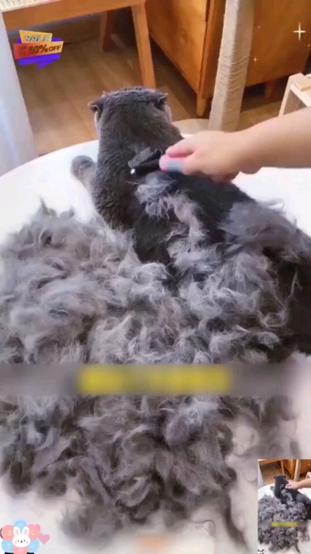 Bulu kucing mestilah sentiasa disikat untuk membuang bulu2 yang telah gugur #cat #groom #fur #comb #fyp #viral #trending