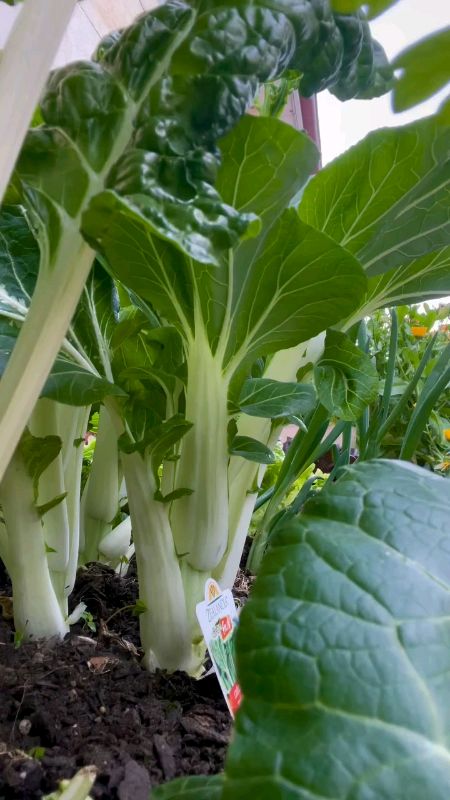 Seronok tuai sayur yang ditanam sendiri ni. Feel dia tu lain macam. #sayur #sawi  #benihsayur #benih #biji #bijisawi #shopee #fyp