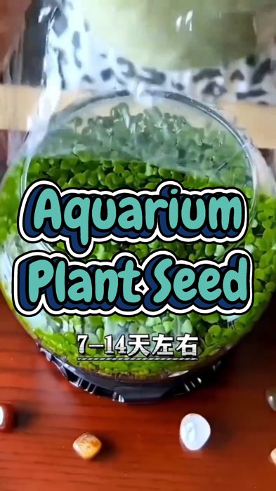 Aquarium Plant Seed #MustHave #fyp #trending #viral #shopee #shopeemy #shopeehaul #shopeeviral #mustbuy #racunshopee #Shopeevideo #shopeefeed #murah