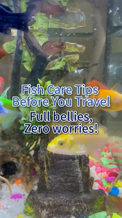 No hands needed! 🤯 Watch me feed my fish using Tapo CCTV! 🐠#tapo #smarthome #tapocctv