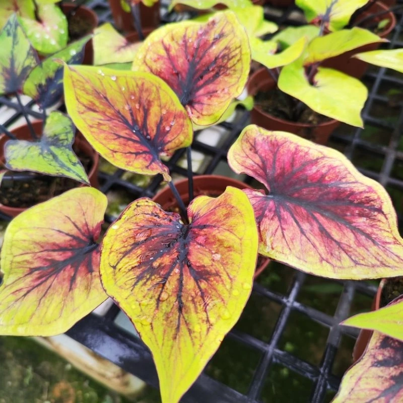 Festivia Fancy Leaf Caladium