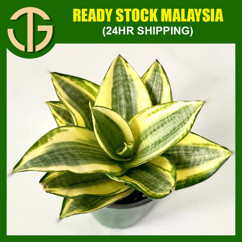 Sensevieria Trifasciata Prain