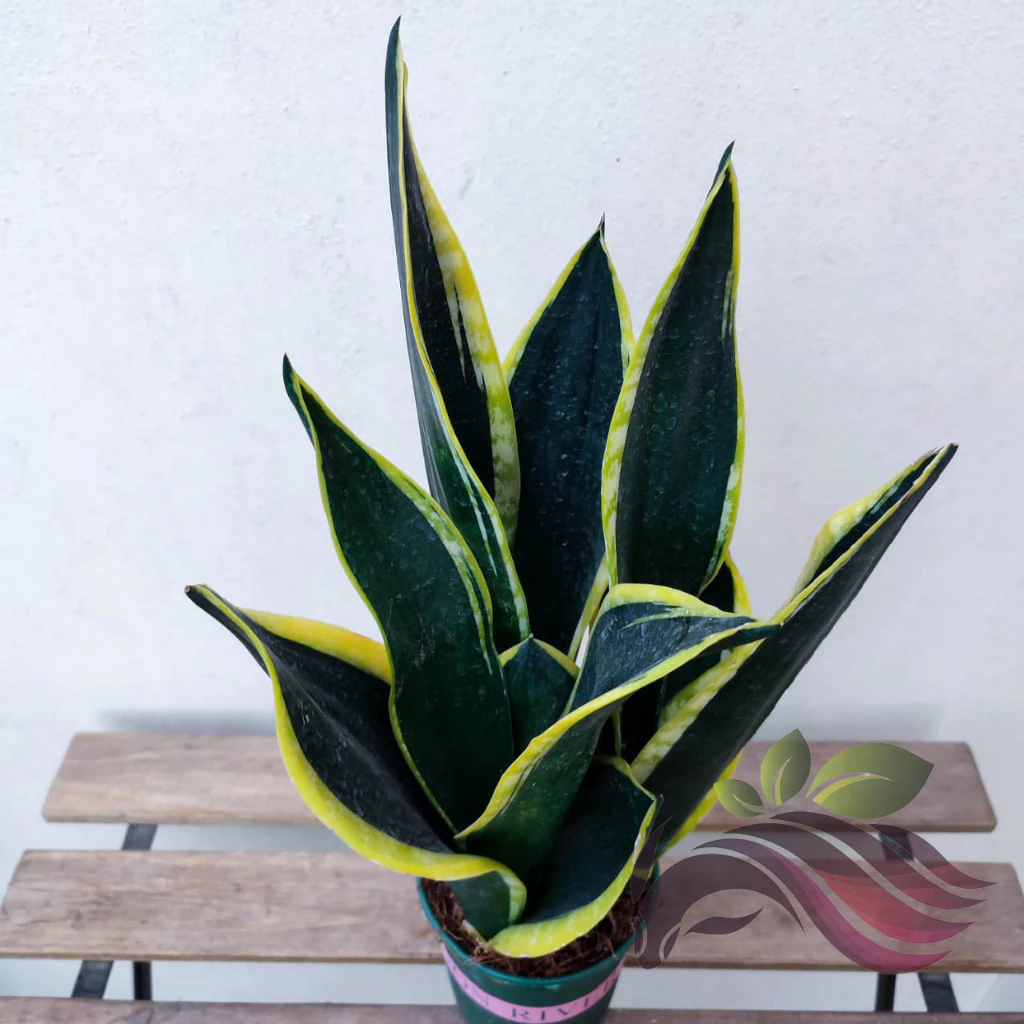 Sensevieria Trifasciata Prain