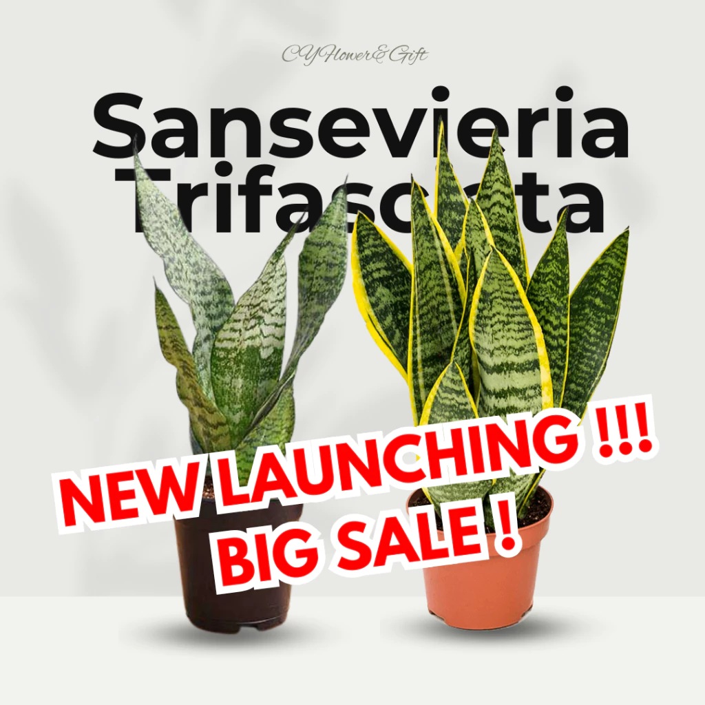 Sansevieria Trifasciata