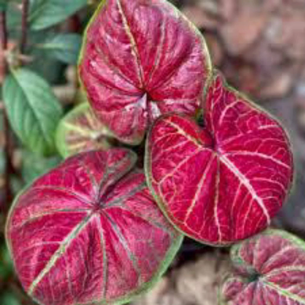 Watermelon Caladium