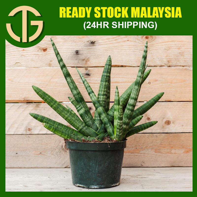 Sensevieria Trifasciata Prain